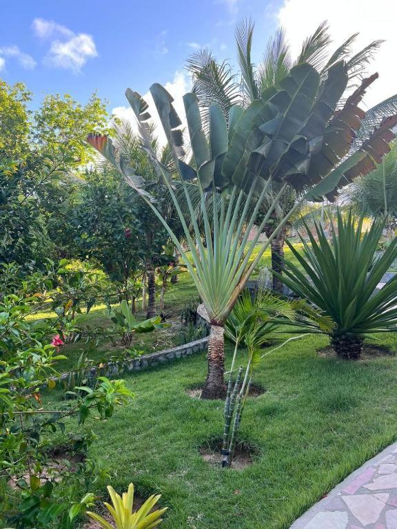 Pipa Golfinhos Otel Praia de Pipa Dış mekan fotoğraf
